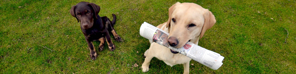 Titelbanner, Cocosnuss und Nala (2 Hunde) mit Zeitung im Maul